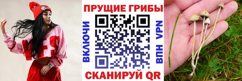 цена наркотик  Нововоронеж  mega онион  Псилоцибиновые грибы мицелий 