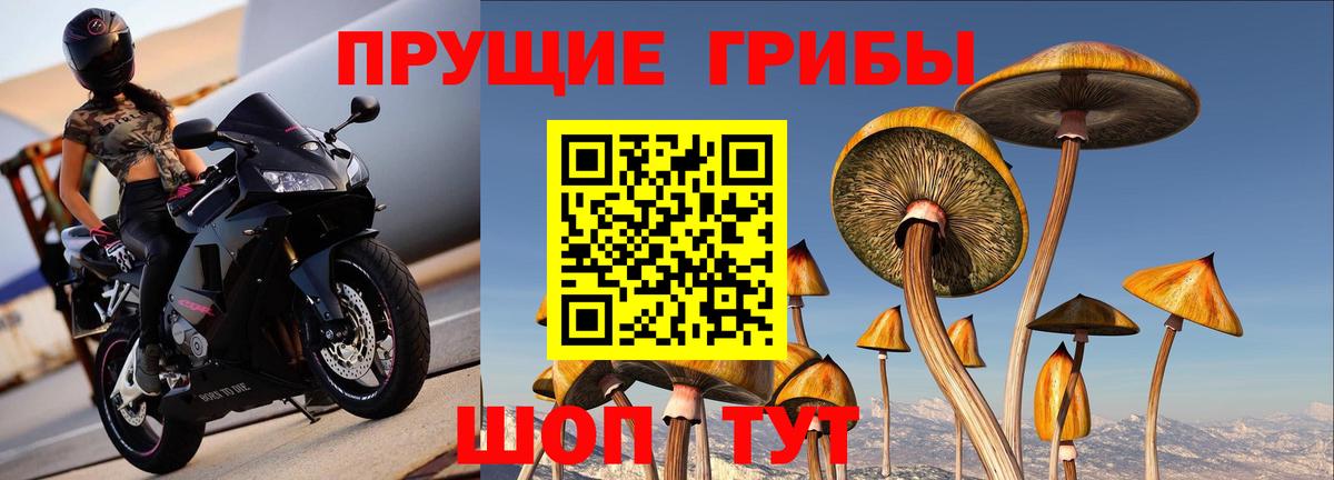 Нововоронеж  Галлюциногенные грибы Psilocybe  Вход с VPN 